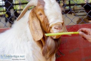 Boer goat pure 100% linage 9916672339