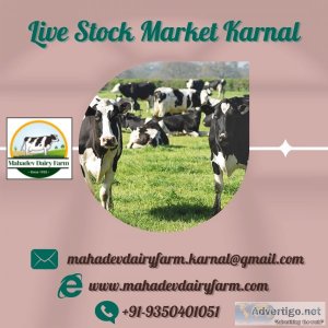 Live Stock Market Karnal  Mahadev Dairy Farm