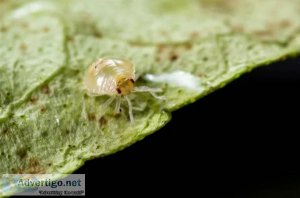 Pesky Tree Pests &ndash Spider Mites