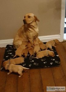 Kc reg Labrador Pups Fox Red and Yellow