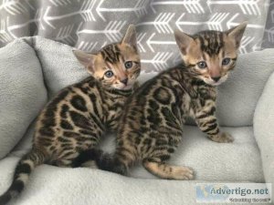 Kiki Bengal kittens for sale