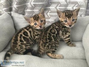 San Bengal kittens for sale