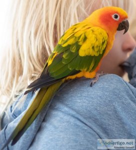 Sun conure