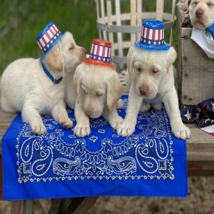 Perfect Patriotic White Labrador Retriever puppies