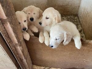 Golden Retriever Puppiesand200