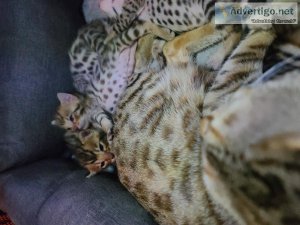 Bengal kittens