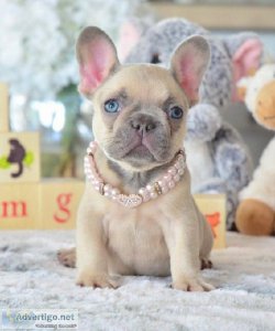 Frenchie puppies available