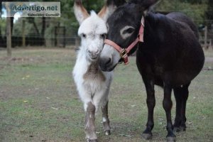 Miniature Donkeys ready for their new Home