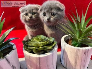 well trained Scottish fold kittens available