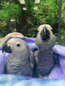 African Grey Babies