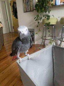 Tame Talking Congo African Grey Parrot