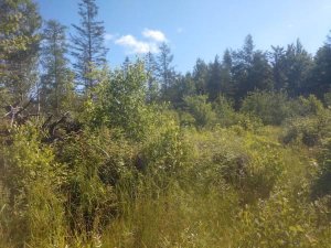 5 Acres In Palmyra Maine