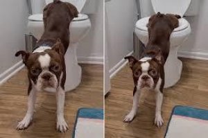 Potty Training Course