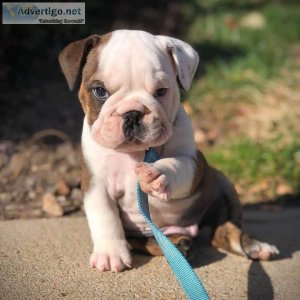 English Bulldog American Kennel Reg d