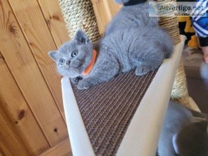 GCCF British shorthair kittens for sale