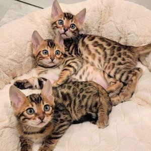 Alez Male and Female Bengal kittens for sale