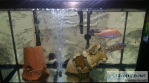 African Cichlids Special Price