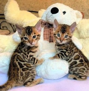 AKC Reg Male and Female Bengal kittens for sale