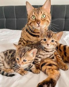 Alex Bengal kittens for sale