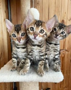 Brave and Healthy Bengal kittens for sale