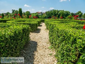 How To Prune Your Shrubs