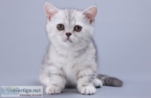 Munchkin shorthair kitties for sale