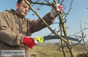 Utilize Pruning to Correct Tree Defects