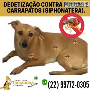 Dedetizacao em macaé