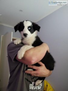 Free Border Collies puppies