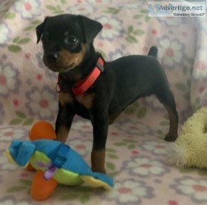 Black and Rust Miniature Pinscher puppies