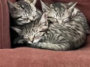 british shorthair amazing kitten