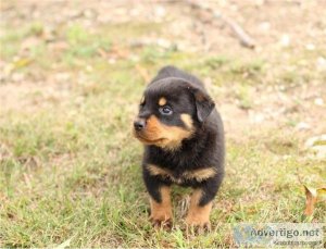 Excellent Rottweiler Puppies