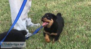 Rottweiler Puppies