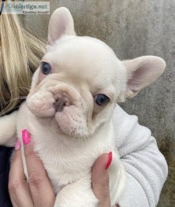 adorable french bulldog puppy for sale