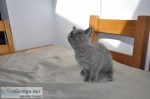 British Shorthair Kitten friendly