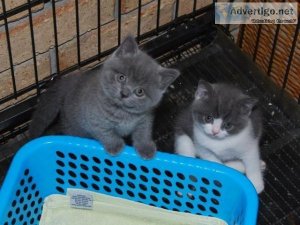 British Shorthair Kittens