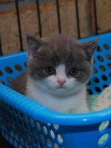 British Shorthair Kitten for good home