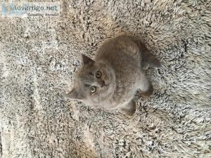 Good British Shorthair Kitten