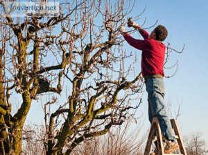 How To Diagnose A Diseased Tree