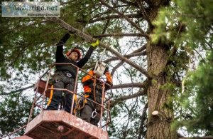 Commercial Property Tree Removal