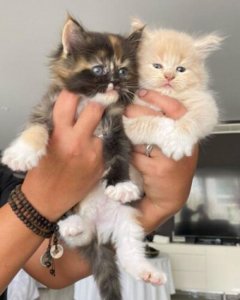 Stunning Pure Maine Coons