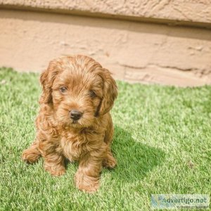 Golden Doodle Puppies Available