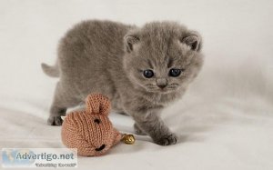 Two super cute Scottish Fold.