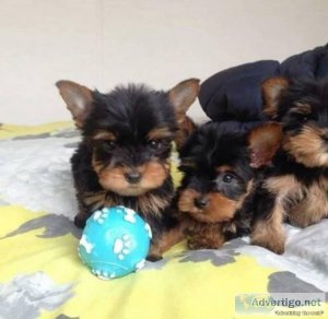 Pure Breed X-Mass Teacup Yorkie Puppies Available 400.00