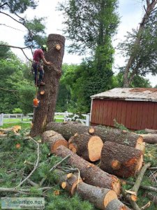 Tree removal service