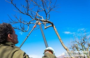 Risks of DIY Tree Pruning