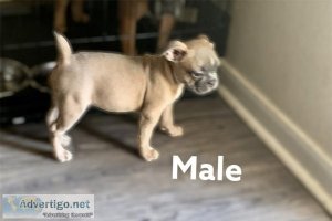 Frenchies for sale