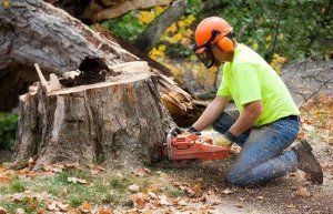 Tree Removal Zetland