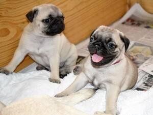 PUG PUPPIES READY NOW AVAILABLE