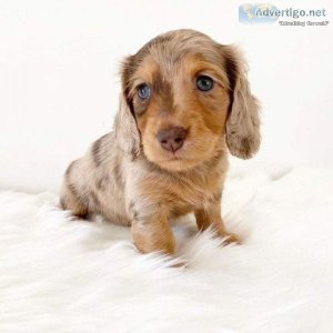 Mini Dachshund Puppies For Adoption